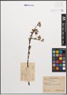 Foto von Salix caprea L. x Salix purpurea L.